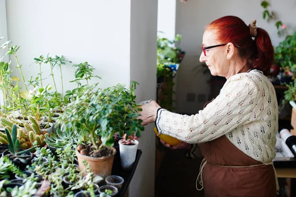 Producteur Pulvérisation Plantes Pot Dans Maison — Photo