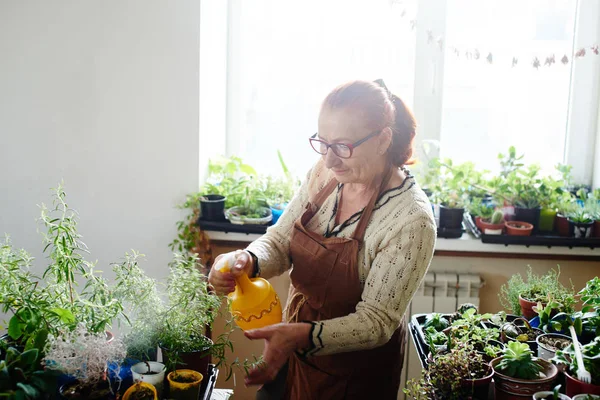 Producteur Pulvérisation Plantes Pot Dans Maison — Photo