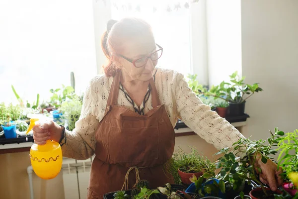 Vrouw Verzorgen Van Binnenlandse Planten Bloemen Vrouwelijke Hobby Concept — Stockfoto