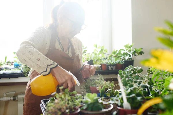 Vrouw Verzorgen Van Binnenlandse Planten Bloemen Vrouwelijke Hobby Concept — Stockfoto