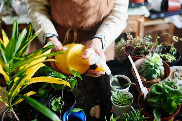 Wanita Mengurus Rumah Tanaman Dan Bunga Konsep Hobi Perempuan — Stok Foto