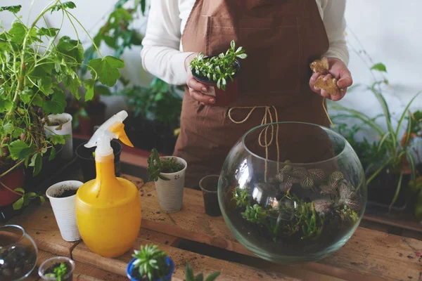 Woman Nerd Florist Making Mini Terrarium House Plants Female Hobby — Stock Photo, Image