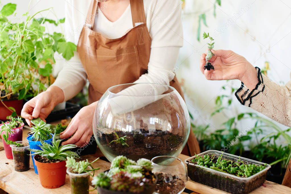 female florist in hand holding small plant, female hobby concept 