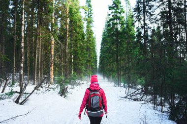 arkadan kadın backpacker yolu ormandaki çam ağaçları arasında yürürken görünüşü 