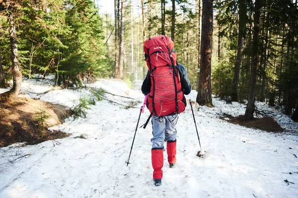 Back View Male Hiker Poles Rucksack Walking Path Pines Sunlit — Stock Photo, Image