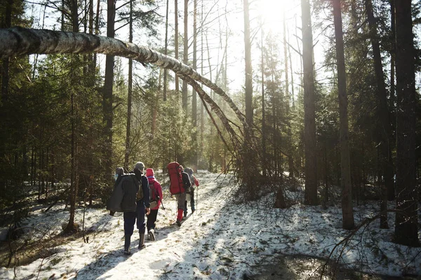 Group Backpackers Rucksacks Poles Walking Path Pines Spring Forest — Stock Photo, Image