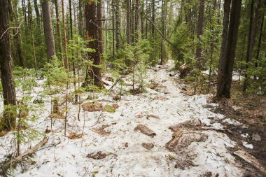 kar güneşli gün ile iğne yapraklı Bahar Orman 