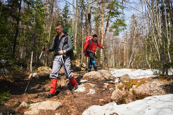 春季森林斜坡上有背包和杆子的男性徒步旅行者 — 图库照片
