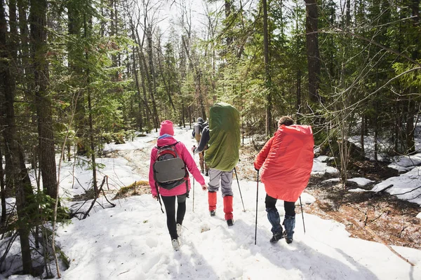 arkadan güneşli gün ormanda gidiş backpackers grup görünüşü