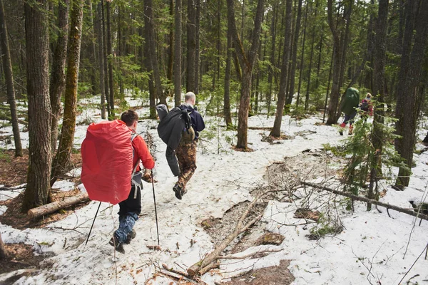 Hikers Poles Backpacks Descending Slope Spring Forest Hike Concept — Stock Photo, Image