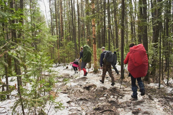 Туристы Палками Рюкзаками Прогуливаются Весеннему Лесу — стоковое фото