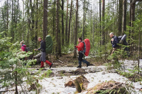 Mochileiros Com Postes Mochilas Caminhando Pela Floresta Primavera — Fotografia de Stock