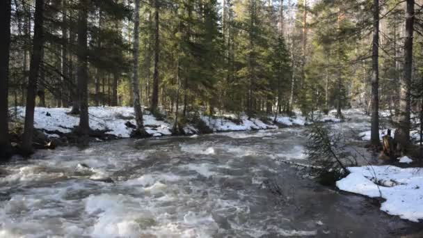 Huge Stream Cold Water Spring River Forest Sunny Day — Stock Video