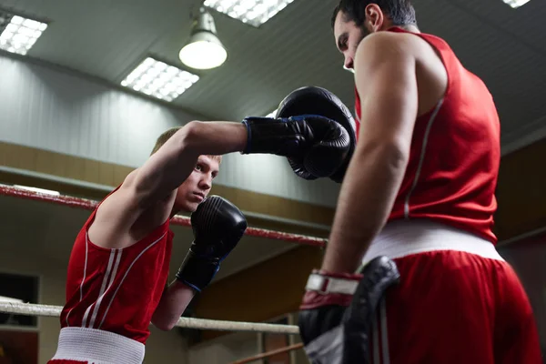 antrenör eğitim kas boksör ringde 