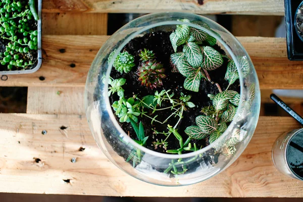 Pousses Verre Pot Fleurs Transparent Sur Table Bois — Photo