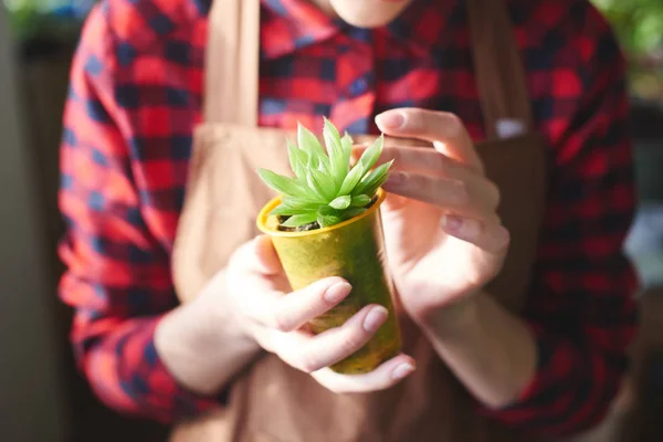 Blumenhändler Hält Blumentopf Mit Kleiner Pflanze Nahaufnahme — Stockfoto