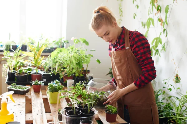 お花屋さんの植木鉢を透明なガラスで芽を植える赤毛の女性労働者 — ストック写真