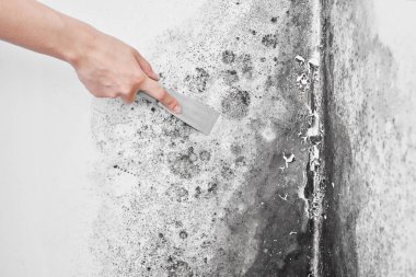 Kalıp dezenfeksiyonu. Bir el bir spatula ile siyah mantar beyaz duvardan kaldırır. Aspergillus