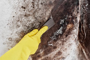 Mantar dezenfeksiyonu. Sarı bir eldiven elinde kalıp siyah daire duvarında bir spatula ile kaldırır