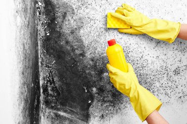 Dezenfeksiyon Aspergillus mantar. Sarı bir eldiven elinde bir sünger ile daire duvar siyah küf kaldırır. Deterjanlar
