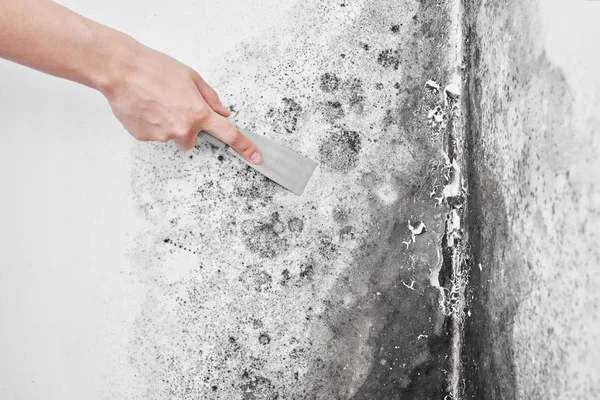 Disinfection Mold Hand Spatula Removes Black Fungus White Wall Aspergillus — Stock Photo, Image