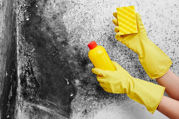 Disinfection of Aspergillus fungus. A hand in a yellow glove removes black mold from the wall in the apartment with a sponge. Detergents