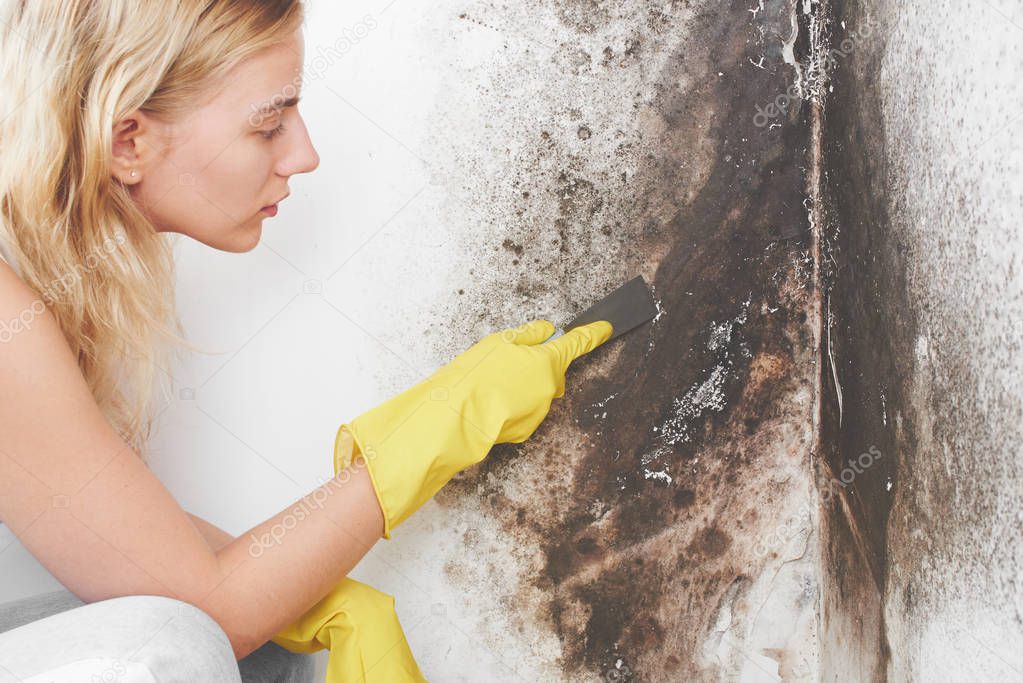 Disinfection of Aspergillus fungus. The girl in yellow gloves removes black mold from the wall at home conditions with a spatula