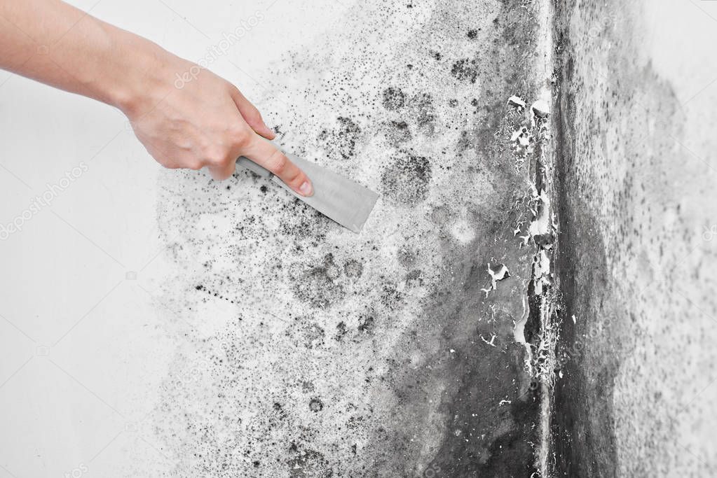 Disinfection of mold. A hand with a spatula removes the black fungus from the white wall. Aspergillus