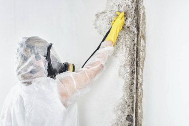 A professional disinfector in overalls processes the walls from mold. Removal of black fungus in the apartment and house. Aspergillus clipart