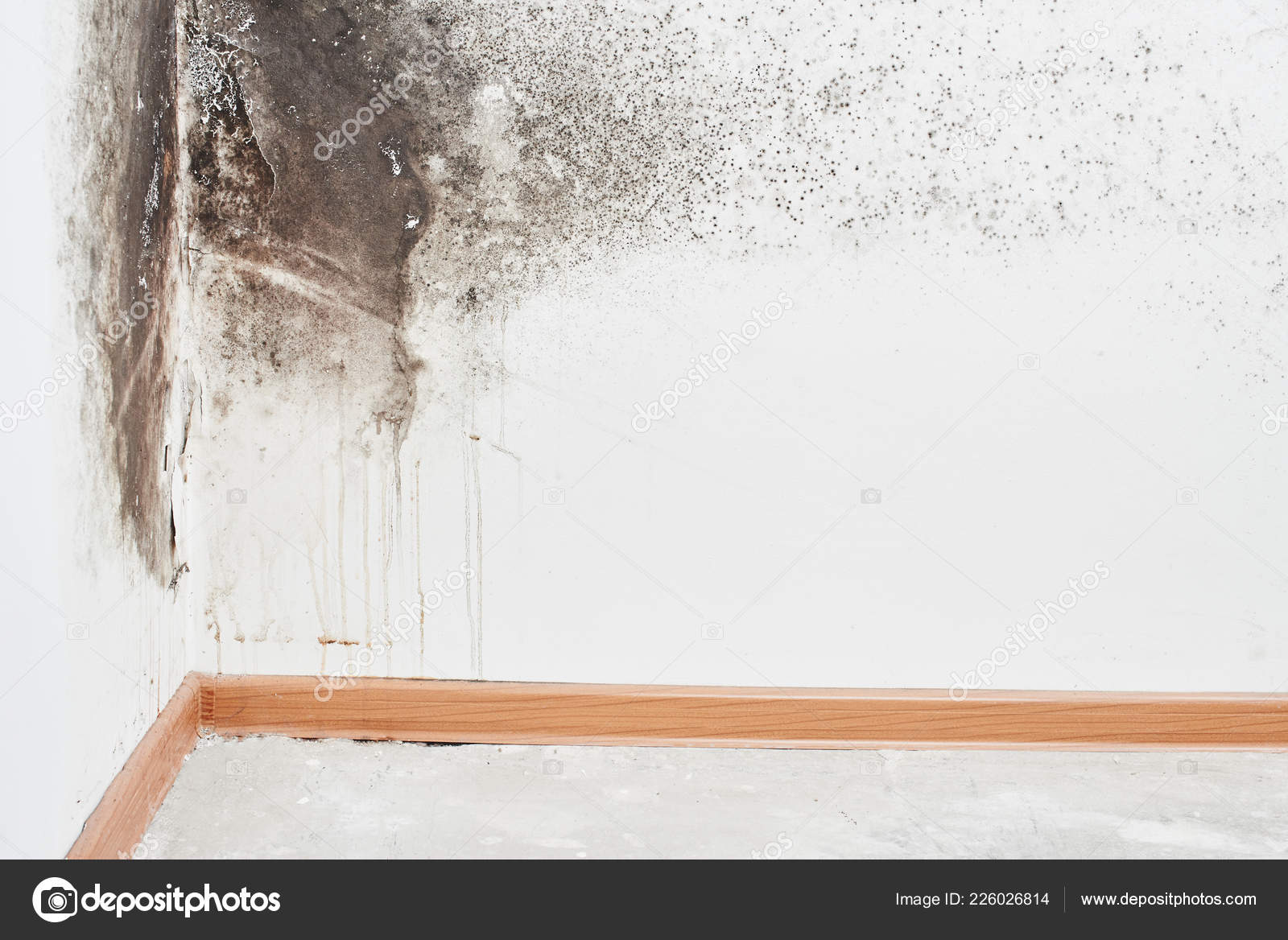 Mold Aspergillus Black Fungus White Wall Corner Ceiling