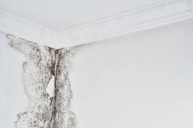 Kalıp. Aspergillus. Tavanda bir köşede beyaz bir duvar üzerinde siyah mantar