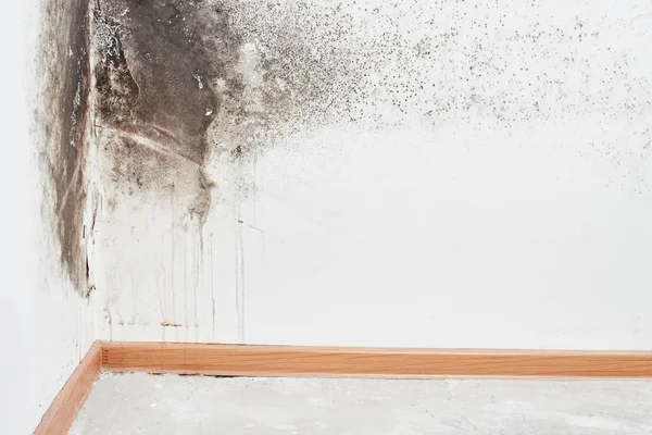 Kalıp. Aspergillus. Tavanda bir köşede beyaz bir duvar üzerinde siyah mantar