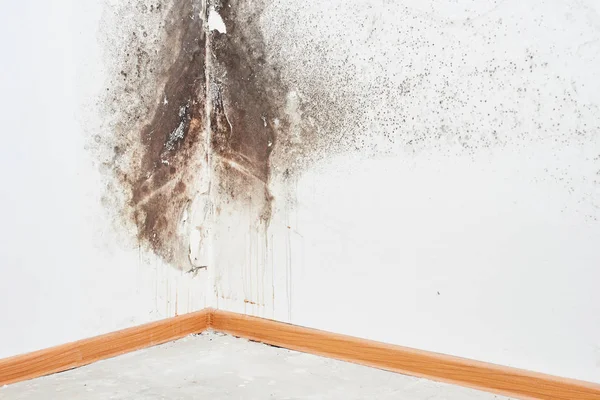 Mold Aspergillus Black Fungus White Wall Corner Ceiling — Stock Photo, Image