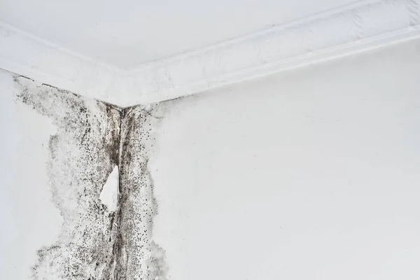 Mold Aspergillus Black Fungus White Wall Corner Ceiling — Stock Photo, Image