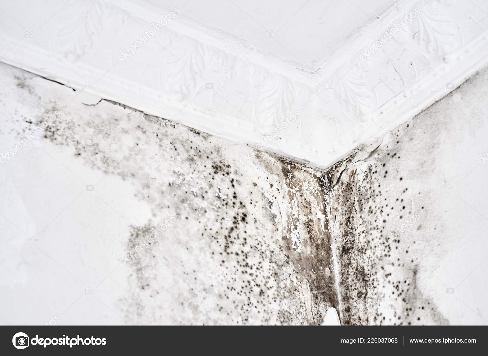 Mold Aspergillus Black Fungus White Wall Corner Ceiling