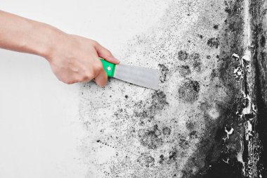 Kalıp dezenfeksiyonu. Bir el bir spatula ile siyah mantar beyaz duvardan kaldırır. Aspergillus