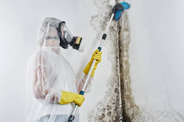 Professional Disinfector Overalls Processes Walls Mold Brush Removal Black Fungus — Stock Photo, Image