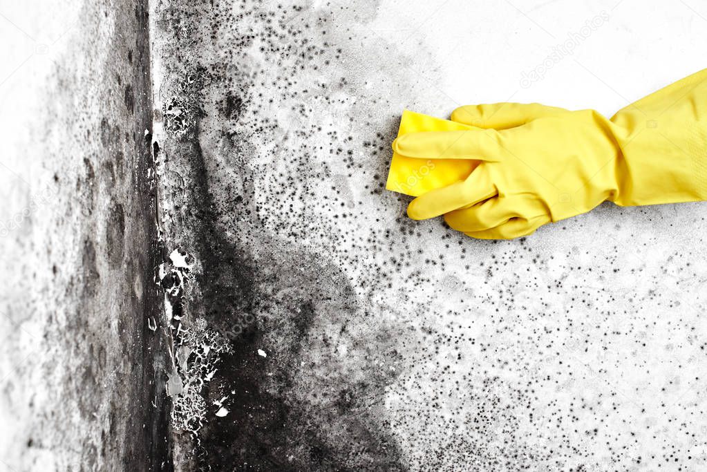 Disinfection of the fungus. A hand in a yellow glove removes the black mold from the wall in the apartment with a sponge. Aspergillus