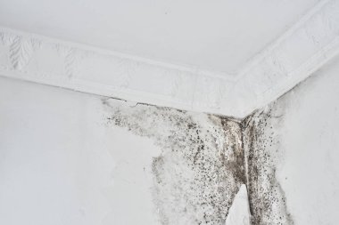 Kalıp. Aspergillus. Tavanda bir köşede beyaz bir duvar üzerinde siyah mantar