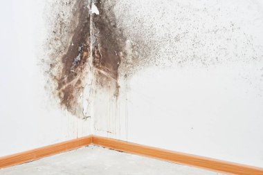 Kalıp. Aspergillus. Tavanda bir köşede beyaz bir duvar üzerinde siyah mantar