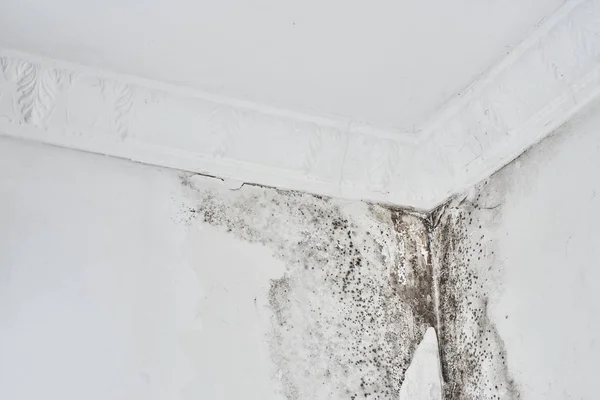 Stampo Aspergillus Fungo Nero Una Parete Bianca Angolo Sul Soffitto — Foto Stock