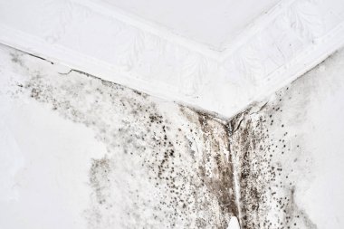 Kalıp. Aspergillus. Tavanda bir köşede beyaz bir duvar üzerinde siyah mantar