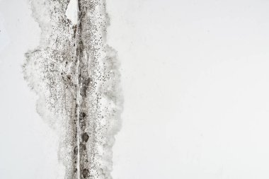 Kalıp. Aspergillus. Tavanda bir köşede beyaz bir duvar üzerinde siyah mantar