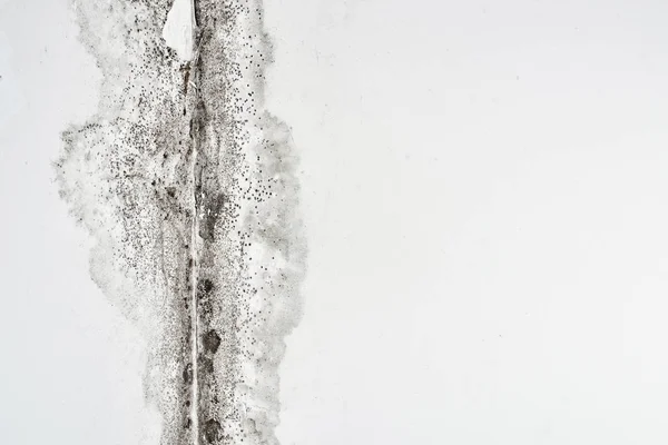 Penész Aspergillus Fehér Falon Sarokban Mennyezet Fekete Gomba — Stock Fotó