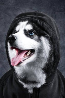 Mavi gözlü Sibirya Husky köpek, bir başlık ve sweatshirt siyah bir zemin üzerine yapışmasını dili ile portresi