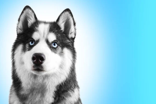 青い目をした美しい深刻なシベリアン ハスキー犬の舌をコピー スペースとの分離の空色の背景を垂らして肖像画 — ストック写真