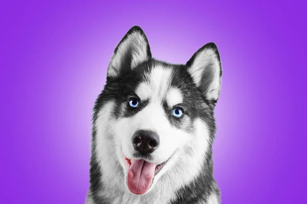 Портрет Сині Очі Красиві Усміхнений Сибірський Хаски Собака Мовою Стирчить — стокове фото