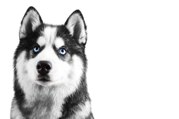 Portret Van Een Blauwe Eyed Mooie Ernstige Siberische Husky Hond — Stockfoto