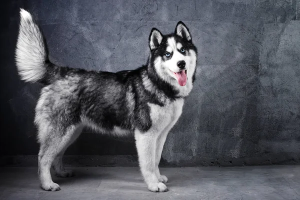 Сибірський Хаски Собака Вбік Стоячи Чорний Сірий Фон Його Мовою — стокове фото