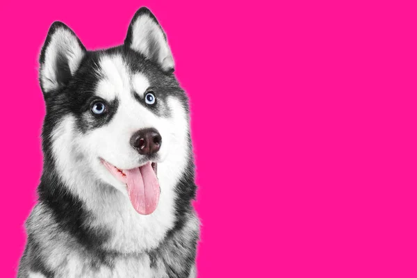 Портрет Синій Блакитнооких Красиві Усміхнений Сибірський Хаски Собаки Мовою Стирчить — стокове фото